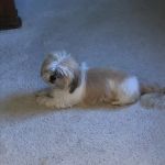Bridge Street Veterinary Clinic