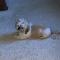 Bridge Street Veterinary Clinic ico