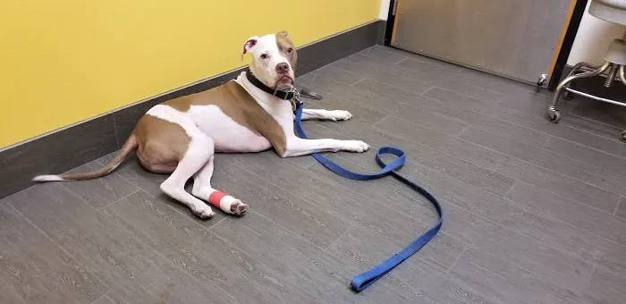 Banfield Pet Hospital Picture 4