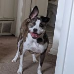 Banfield Pet Hospital