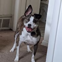 Banfield Pet Hospital ico