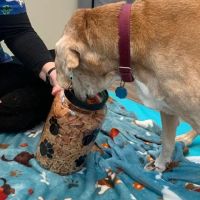 Harmony Veterinary Center ico