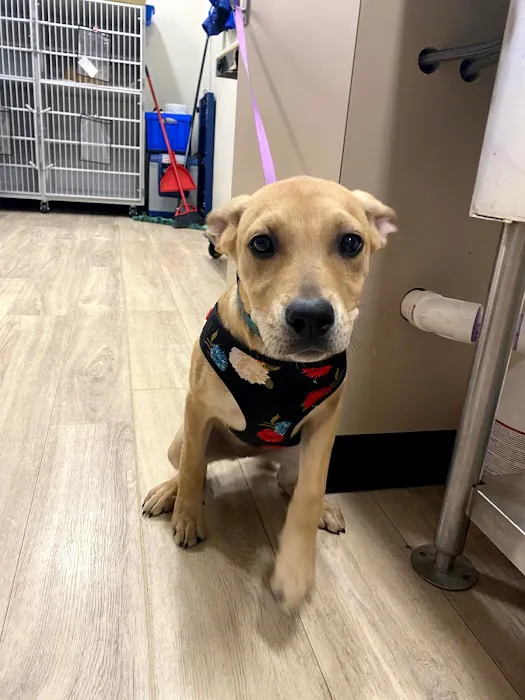Golden Paws Animal Hospital Picture 4