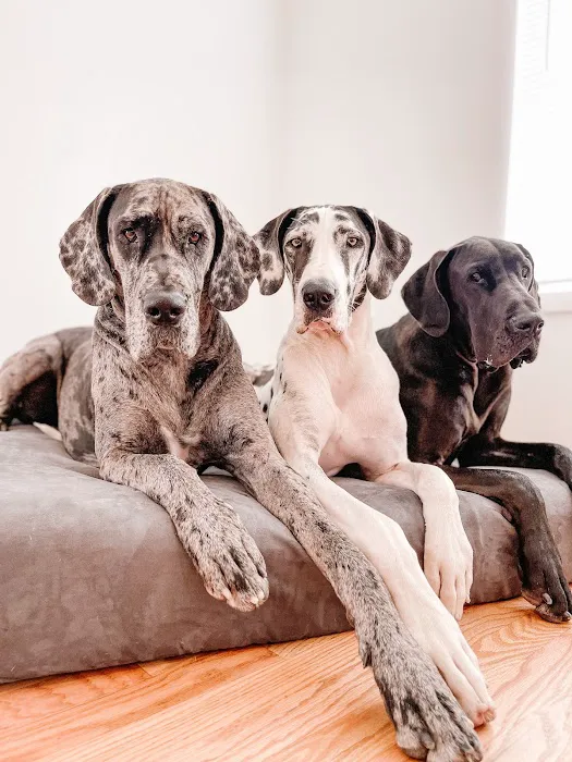 Golden Paws Animal Hospital Picture 2