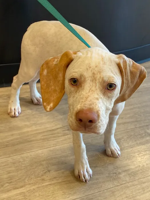 Golden Paws Animal Hospital Picture 3
