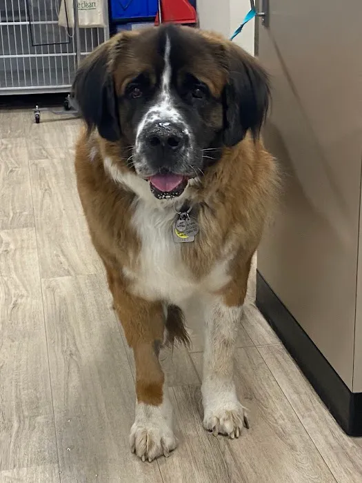 Golden Paws Animal Hospital Picture 8