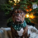 Golden Paws Animal Hospital