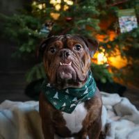 Golden Paws Animal Hospital ico