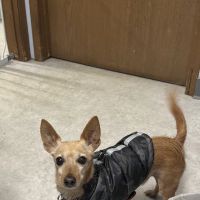 Horizon Veterinary Clinic ico
