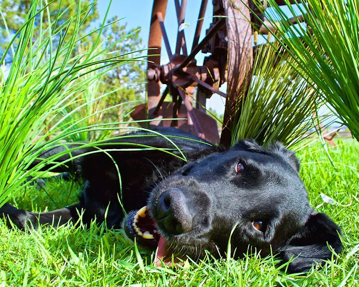 Tall Grass Animal Hospital Picture 8