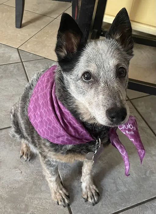 VCA Smoky Hill Animal Hospital Picture 7