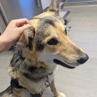VCA Smoky Hill Animal Hospital ico