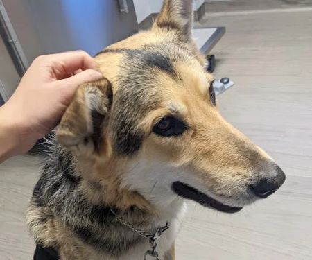 VCA Smoky Hill Animal Hospital