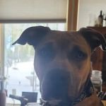 Aspen Ridge Animal Hospital