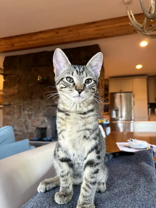 Lookout Mountain Animal Hospital Picture 2