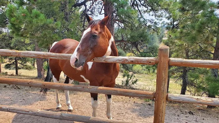 Lookout Mountain Animal Hospital Picture 3