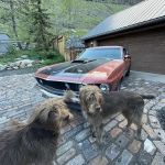 Lookout Mountain Animal Hospital