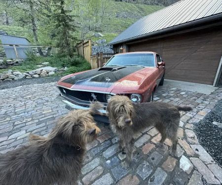 Lookout Mountain Animal Hospital