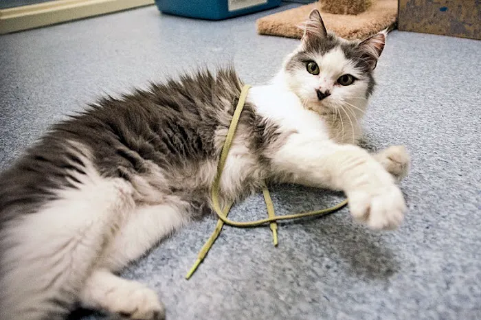 Parkside Animal Health Center Picture 7