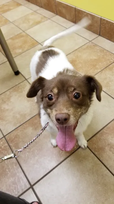 Banfield Pet Hospital Picture 7