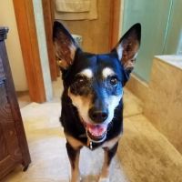 Banfield Pet Hospital ico