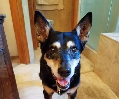 Banfield Pet Hospital