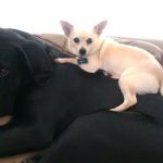 Piney Creek Square Integrative Veterinary Medicine