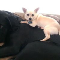 Piney Creek Square Integrative Veterinary Medicine ico