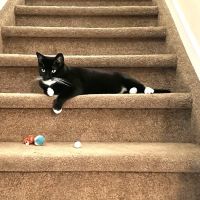 Aurora Cat Hospital & Hotel ico