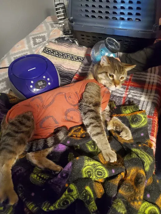 Aurora Cat Hospital & Hotel Picture 3