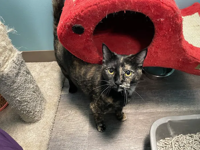Aurora Cat Hospital & Hotel Picture 5