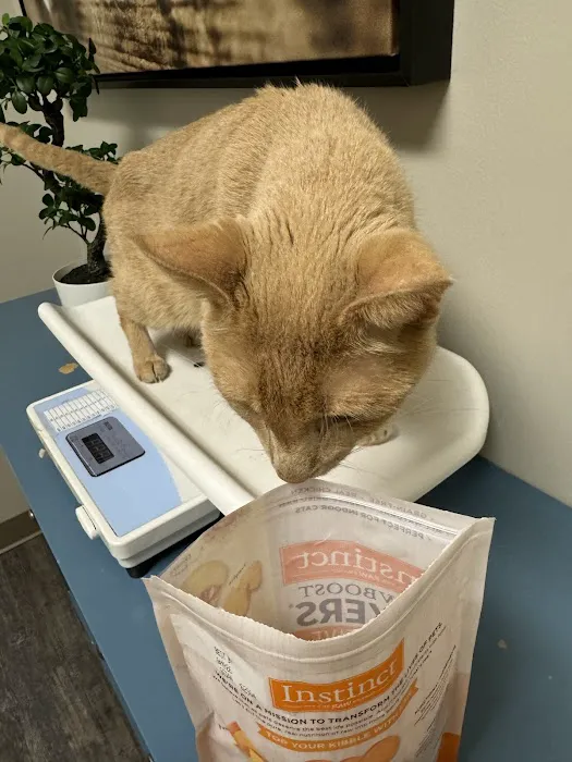 Aurora Cat Hospital & Hotel Picture 4