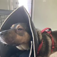 Banfield Pet Hospital ico