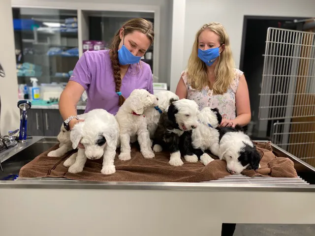 Altitude Animal Hospital Picture 5