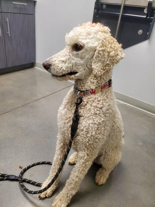 Altitude Animal Hospital Picture 8