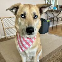 Rocky Mountain Small Animal Hospital ico