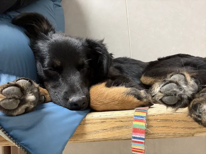 Rocky Mountain Small Animal Hospital Picture 7