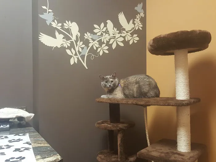 Loving Family Animal Hospital Picture 4
