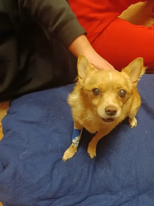 Loving Family Animal Hospital Picture 2