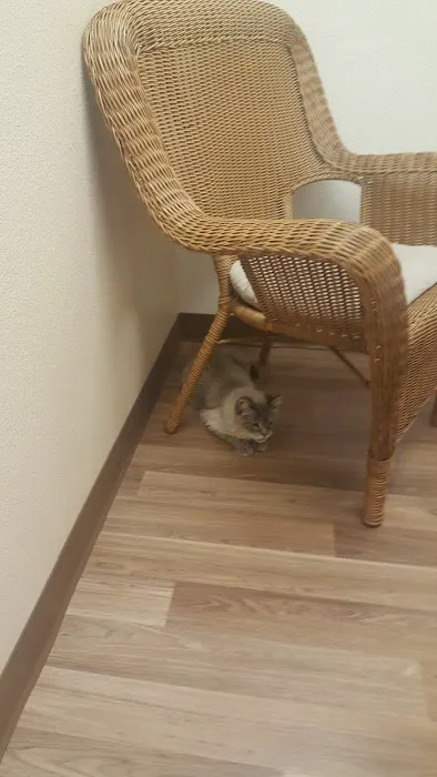 Purrfect Health Cat Hospital Picture 2