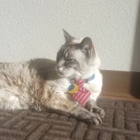 Purrfect Health Cat Hospital ico