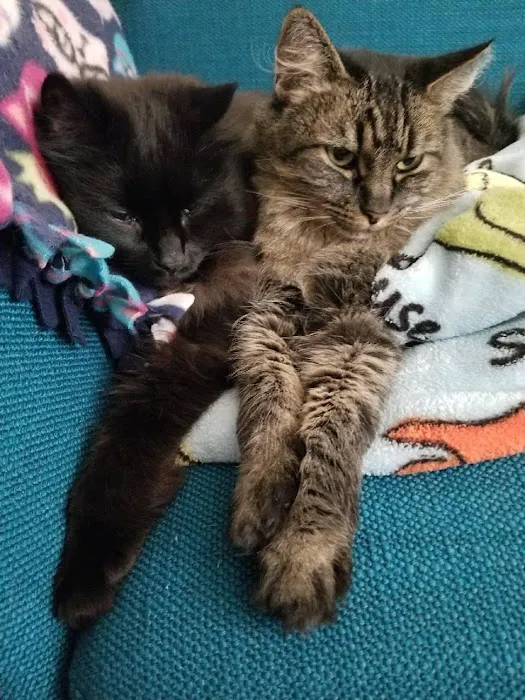 Purrfect Health Cat Hospital Picture 6