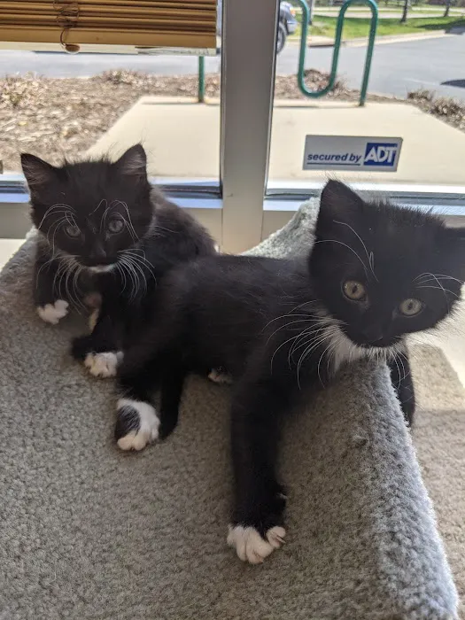 Purrfect Health Cat Hospital Picture 7