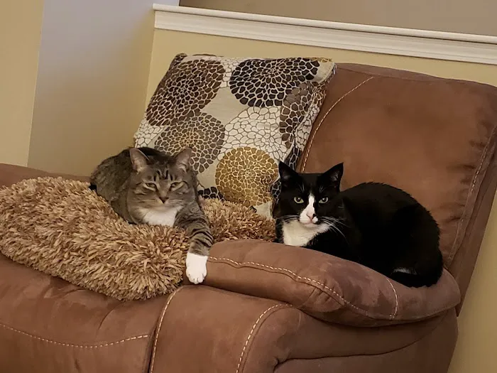 Purrfect Health Cat Hospital Picture 8