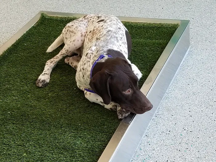 WellHaven Pet Health Lone Tree Picture 4