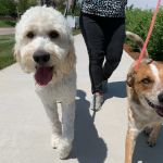 WellHaven Pet Health Lone Tree