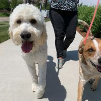 WellHaven Pet Health Lone Tree ico