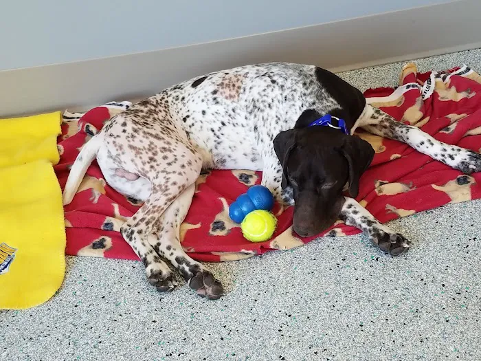 WellHaven Pet Health Lone Tree Picture 5