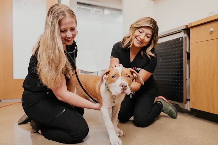 Sploot Veterinary Care - Highlands Ranch Picture 1