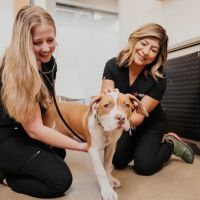Sploot Veterinary Care - Highlands Ranch ico